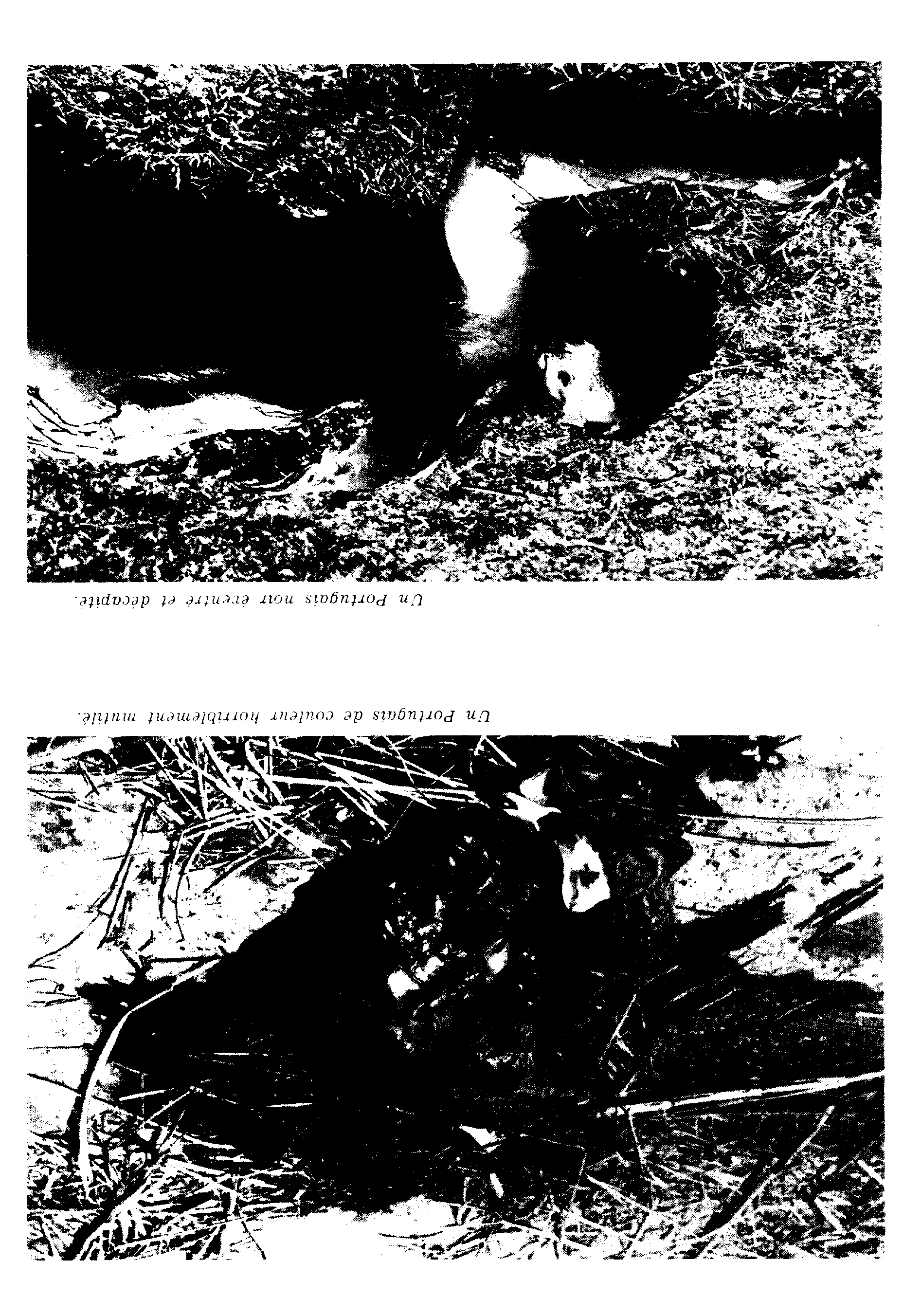 04474.007- pag.13