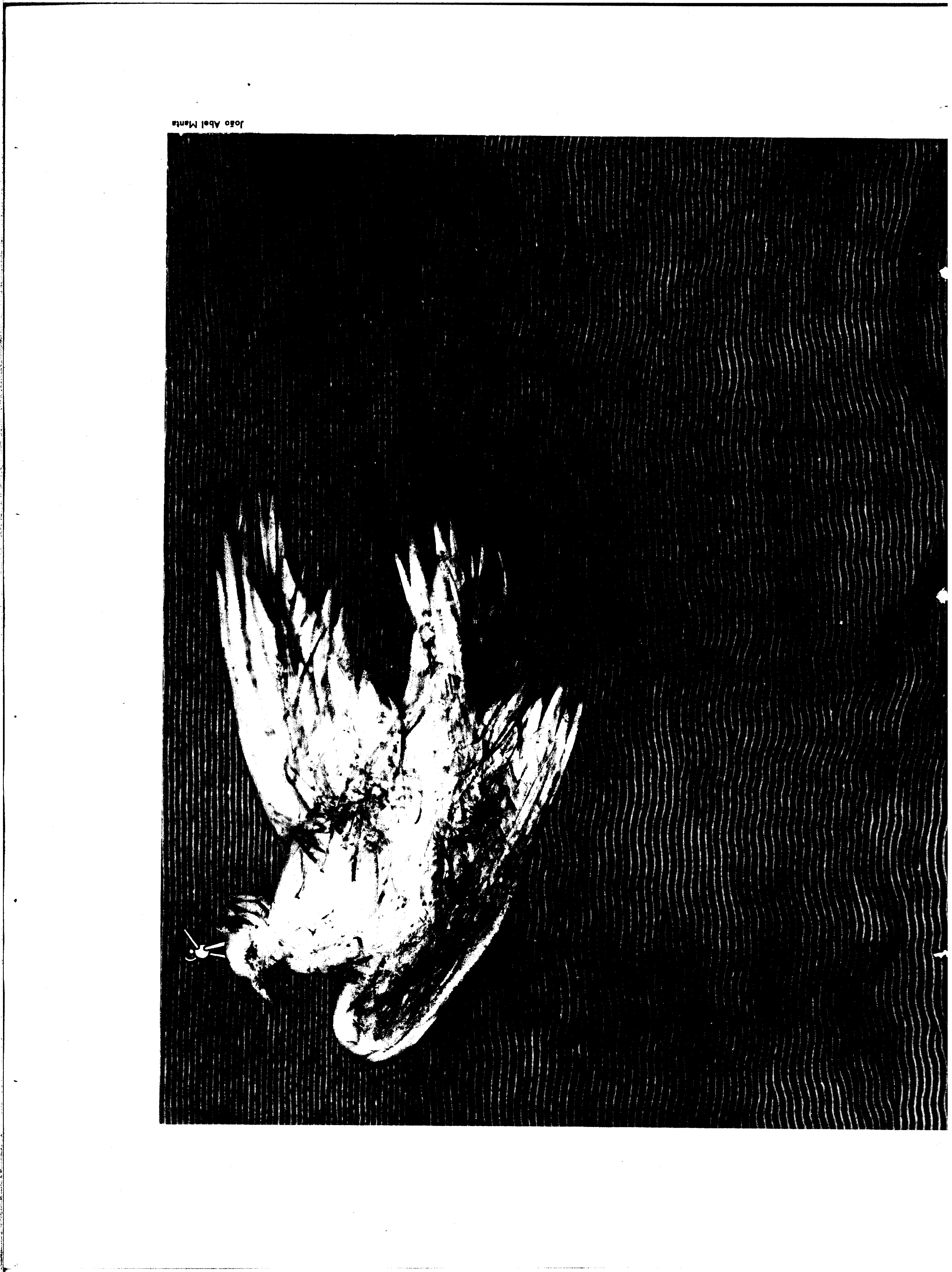 06817.167.26336- pag.32