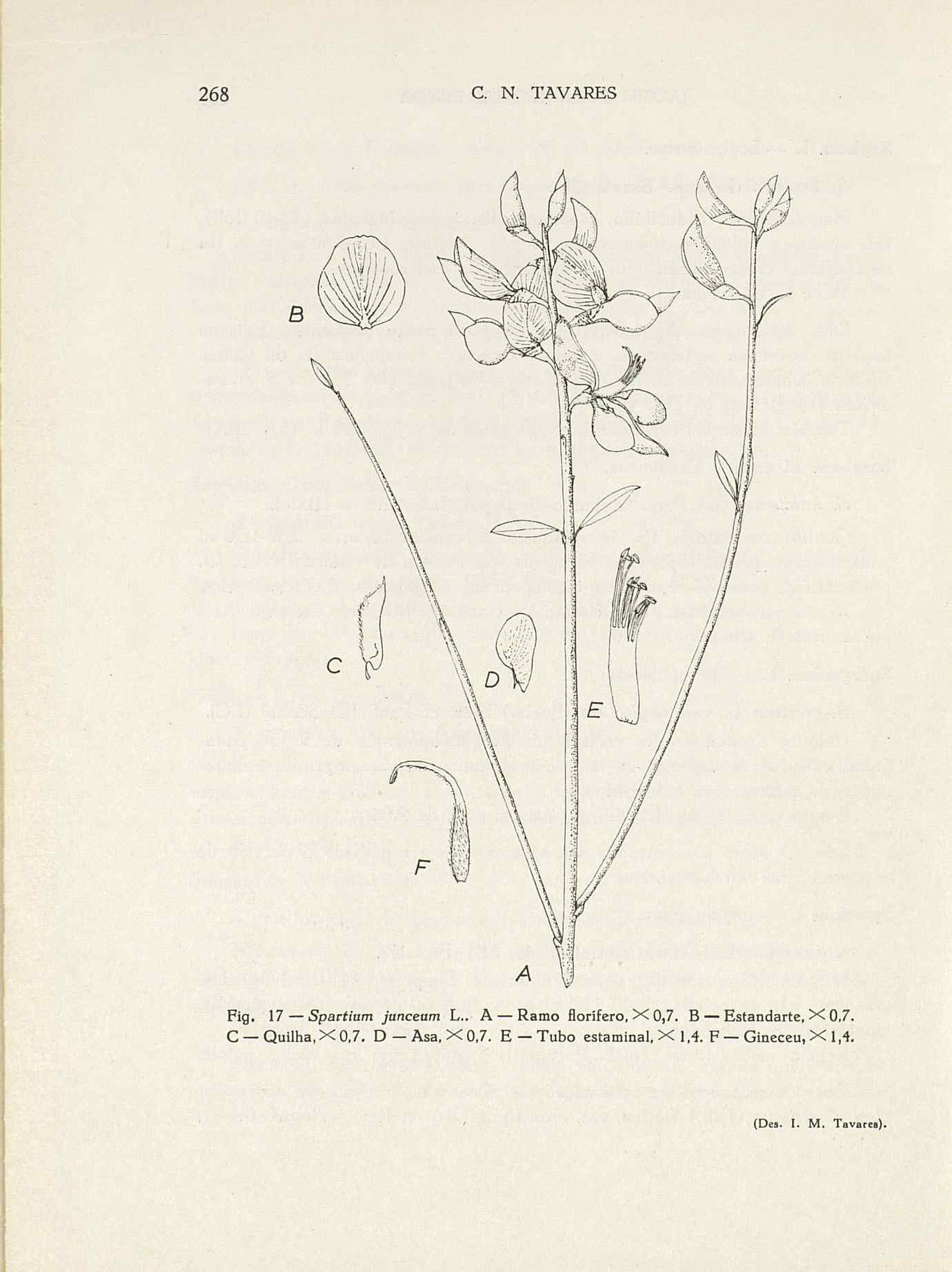 07485.004.001- pag.295