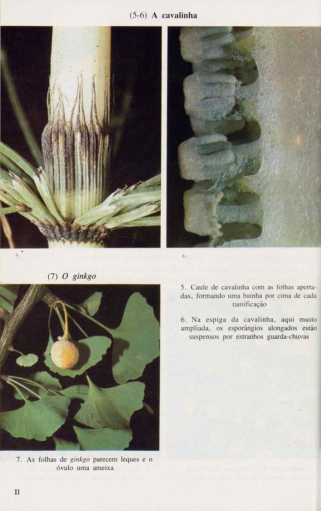 07485.005.001- pag.116