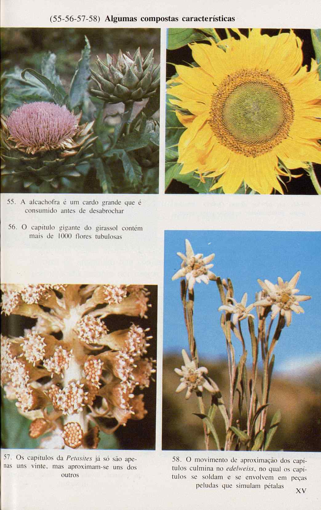 07485.005.001- pag.129